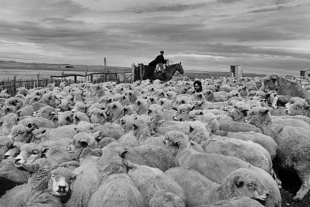El escritor chileno perdido entre un rebaño de ovejas patagónicas