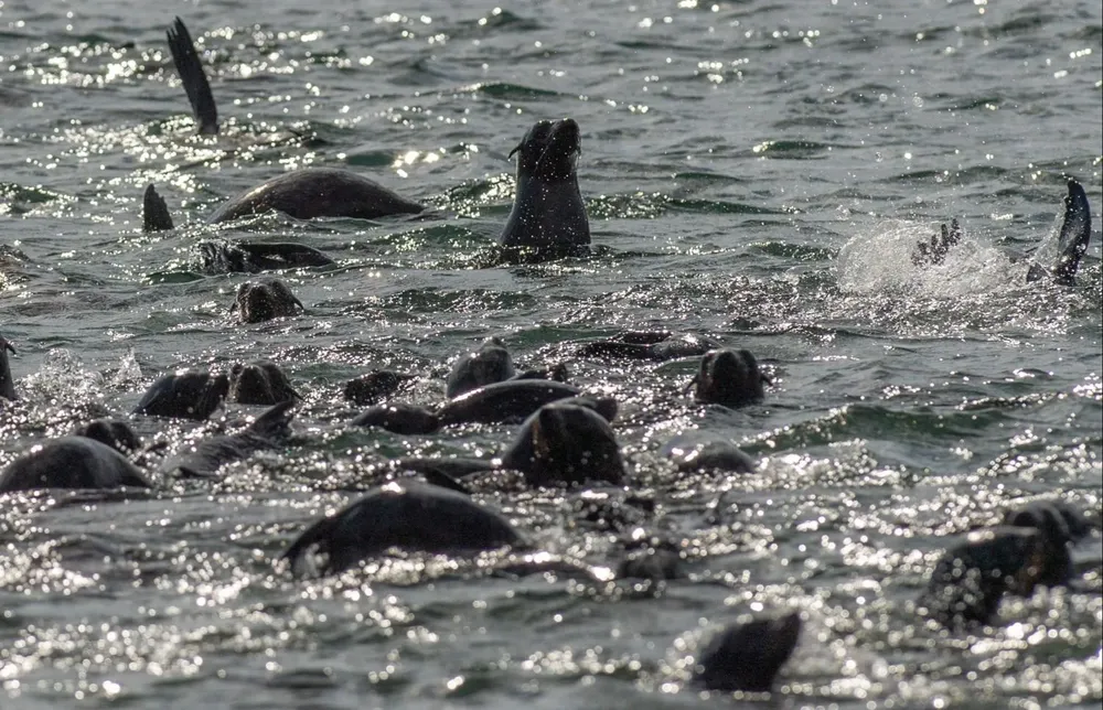 Archivo. Lobos marinos en la Isla de Lobos