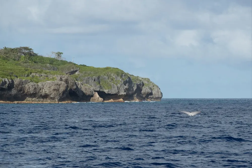 Las aguas que rodean el Estado insular cobijan una extraordinaria variedad de especies marinas.