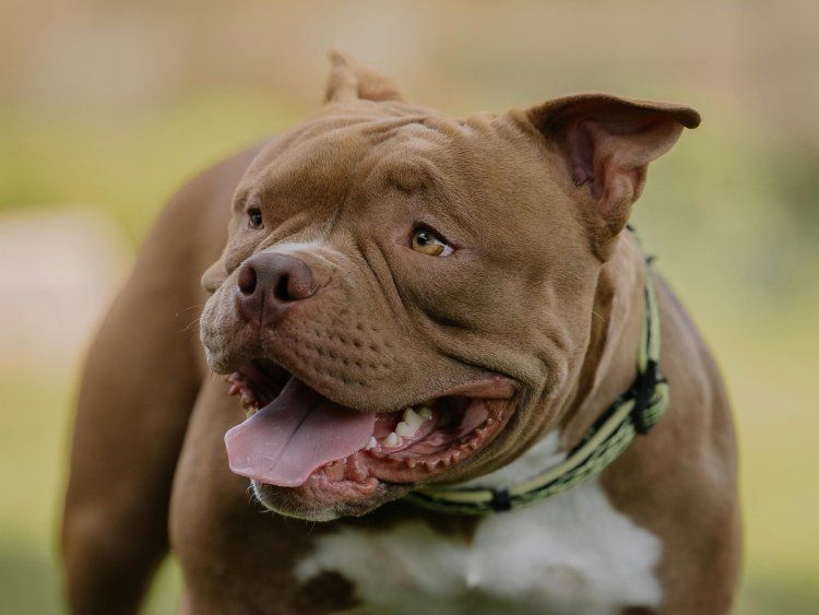 Foto de archivo de un pitbull