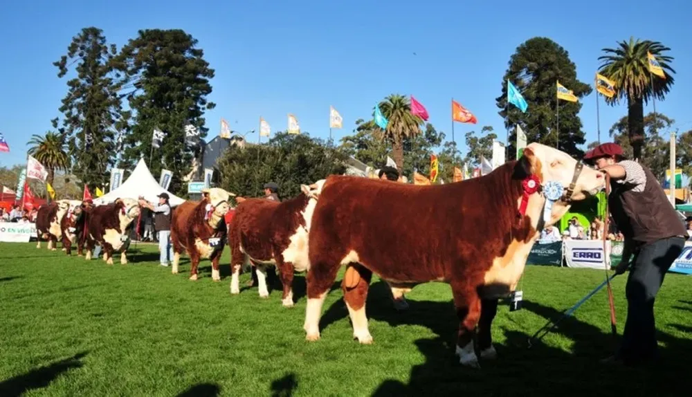 Las razas carniceras serán la atracción en la Rural del Prado