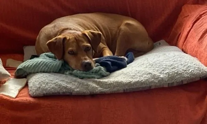 Rolo, el perro que salvó de la muerte a su familia