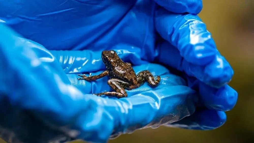 La bióloga Andrea Terán sostiene una nueva especie de rana cohete (Ectopoglossus sp nov)