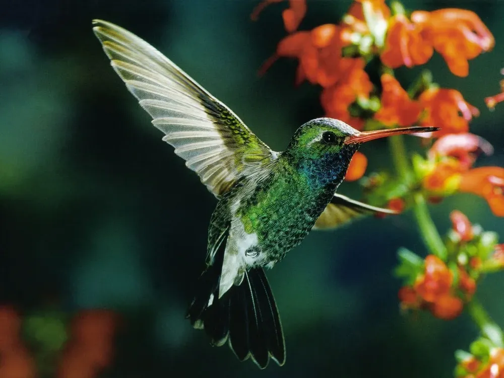 Solo en Ecuador existen unas 80 especies de colibríes