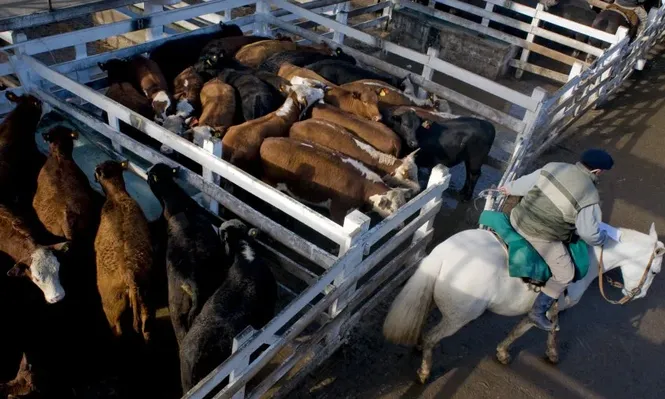 La ganadería argentina ante otro problema