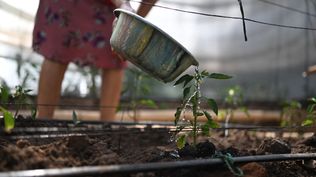 El Niño y su impacto: Vilma Ortiz, de 53 años, riega plantas de pimiento en un invernadero tipo túnel en su hogar de la aldea El Matazano, en San Simón, en el departamento de Morazán, El Salvador.