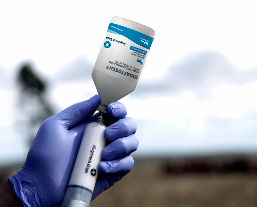 Fiebre aftosa: Uruguay vacuna a todo el rodeo bovino cada año y es libre de la enfermedad.