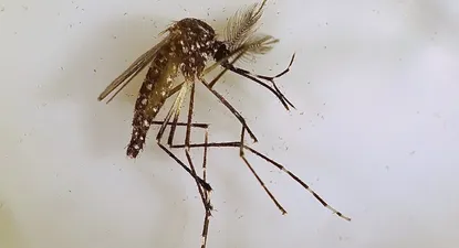 El mosquito nullAedes aegyptinull puede propagar virus que causan enfermedades como el dengue, la fiebre amarilla o el zika.