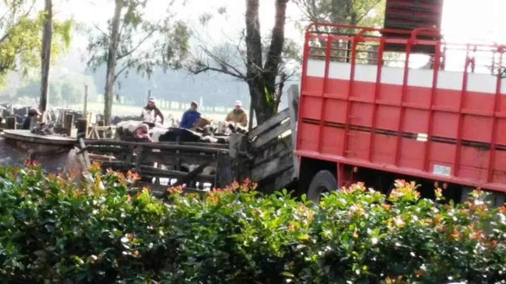Momento en que es cargado el ganado lechero de un productor salteño vendido a un tambo de Florida