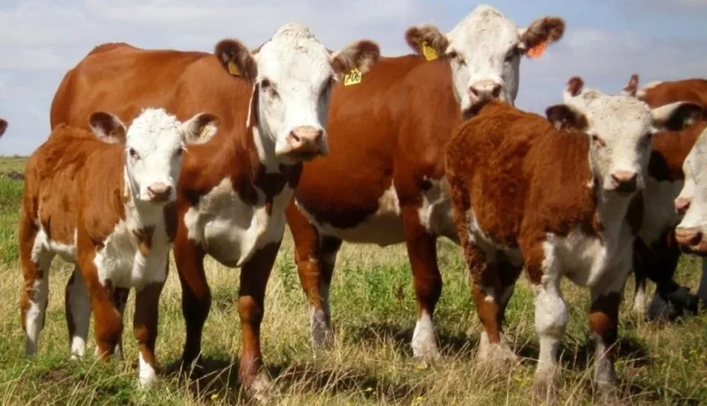 Las vacas de cría y los terneros explican el crecimiento del stock vacuno