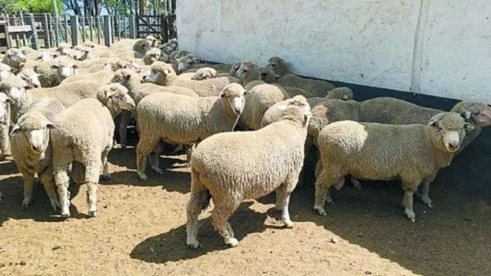 Habrá administración propia con Agrokap Ltda y se hará en la estancia