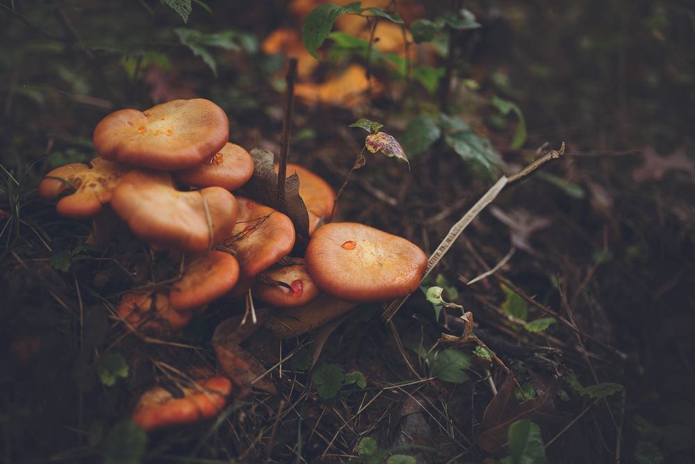 Hongos.