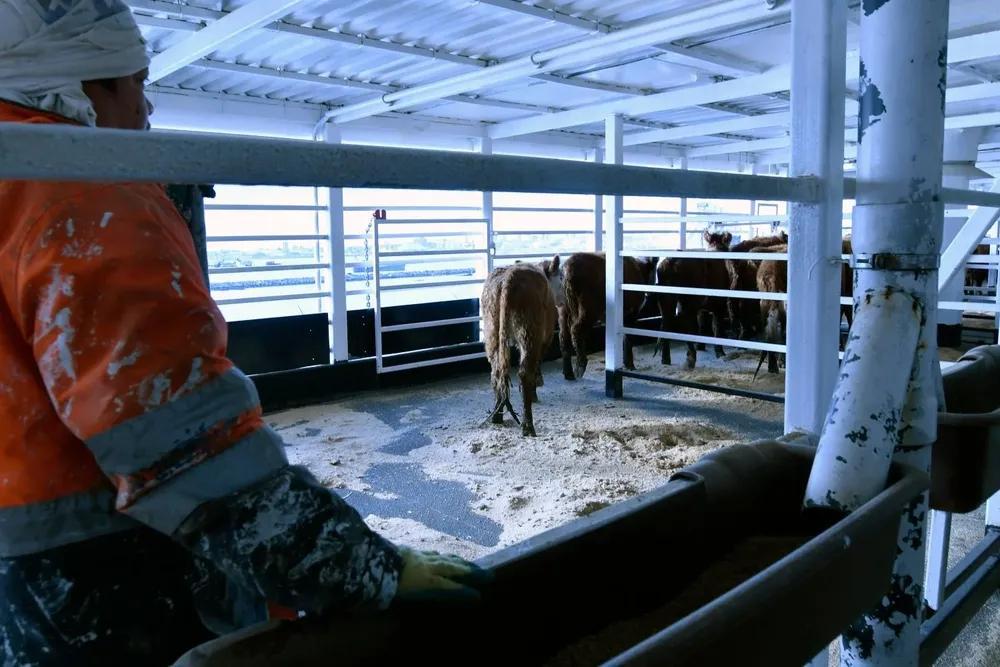 De acuerdo al peso del animal, se le asignan los metros cuadrados de corral en el barco.