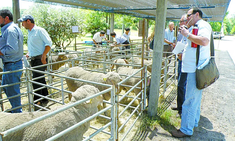 La entrega de carneros será en INIA Tacuarembó como en 2011