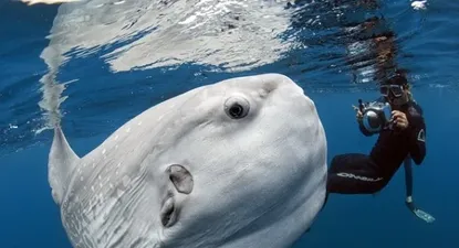 La fotografía de Daniel Botelho de un mola mola que está circulando por Facebook