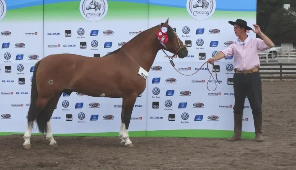 El Gran Campeón, de Santa Marcia