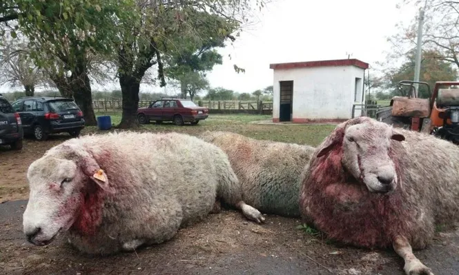 Testimonio gráfico del ataque a los carneros del centro de estudios en Paysandú