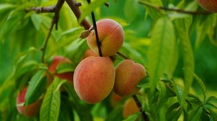 Durazno, fruta destacada en la Lista Inteligente de esta quincena.