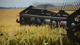 Sector arrocero: una cosecha récord es desafiante en un momento del mercado con mucha oferta.