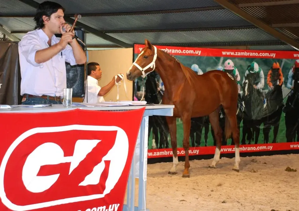 Rematará Zambrano & Cía con la administración del BROU y transmisión en vivo por Campo TV Web