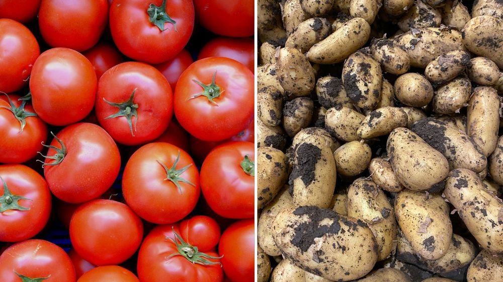 Papas y tomates: más relacionados de lo que muchos creen.