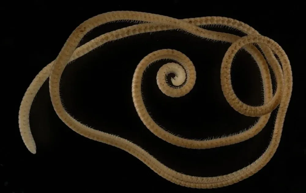 El milpiés bajo el ojo fotográfico.