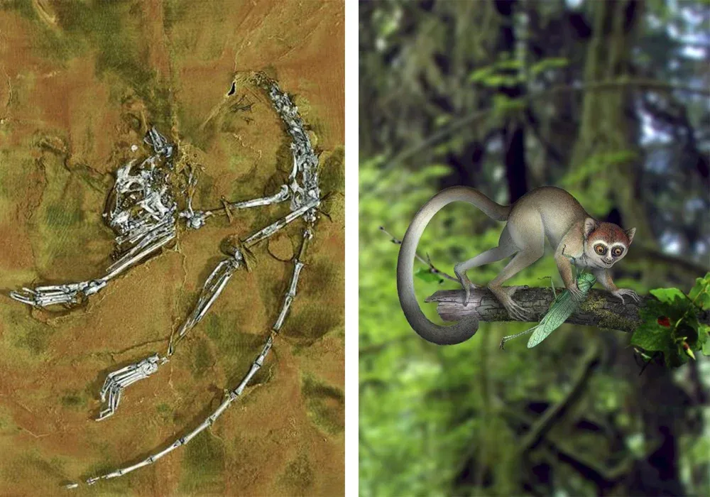 Esqueleto hallado (izquierda) y reconstrucción artística del Archicebus achilles en su hábitat natural (derecha)