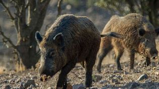Las consecuencias de la peste porcina africana en Cataluña: restricciones en 64 municipios para contener el brote