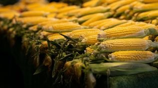 Choclo, con precios bajos y calidad alta, en este verano 2025.