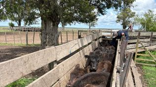 Brucelosis: el MGAP informó sobre manejos relacionados con una de las enfermedades que más precupa en la ganadería.