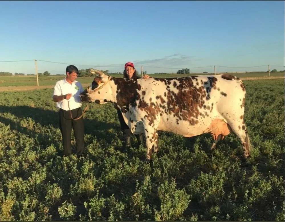 La vaca, de seis lactancias, de La Prenda Chica, de Chiarino.
