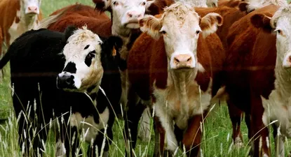 Cría de animales