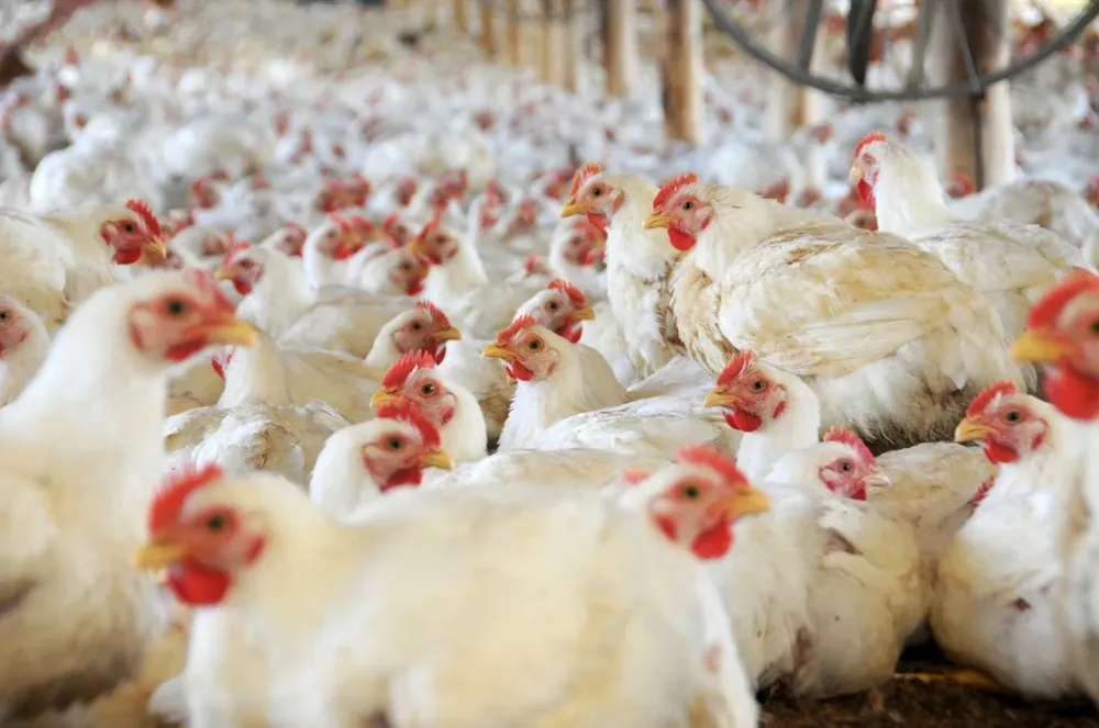 Uruguay produce alrededor de 90.000 toneladas de carne de pollo