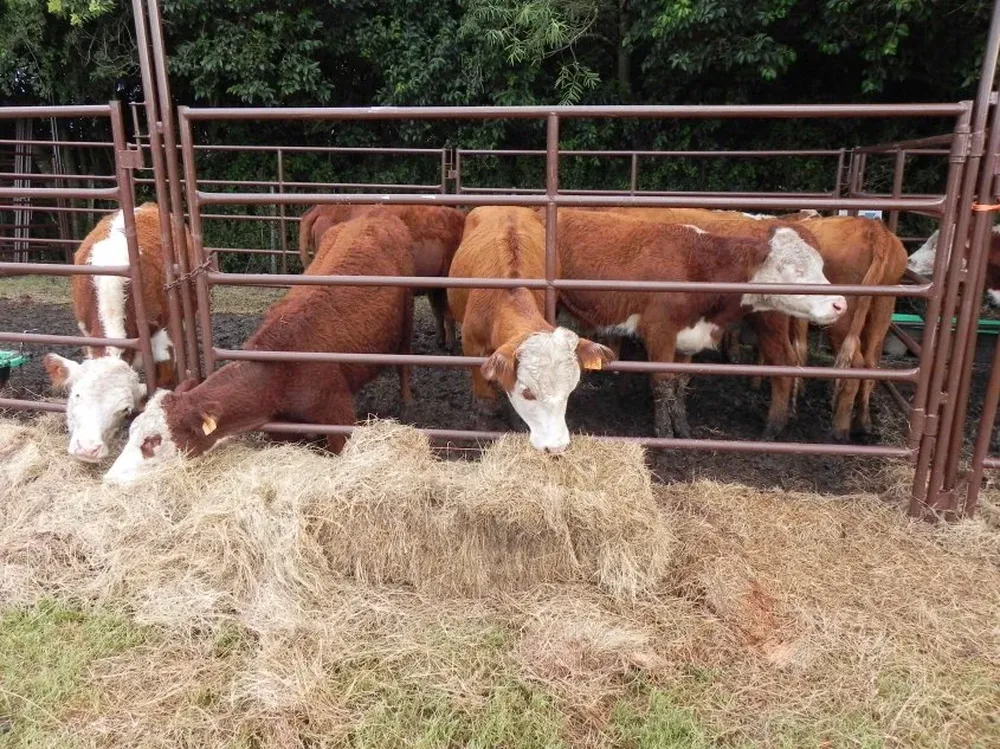 La sequía obliga a bajar la carga en los campos