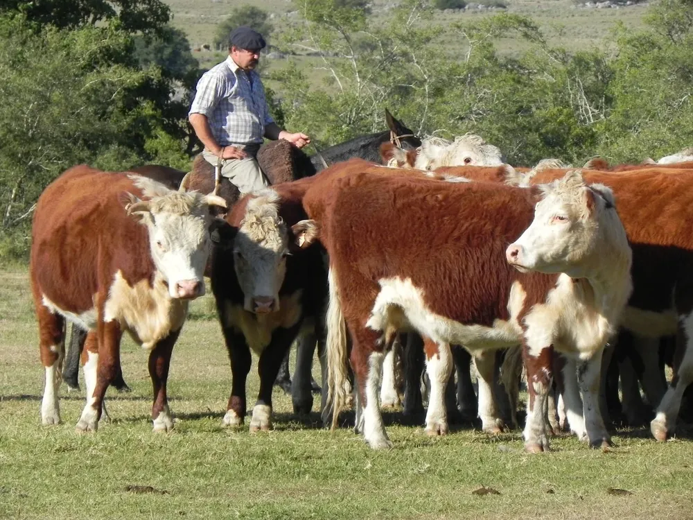 Producción ganadera en campos de Uruguay.