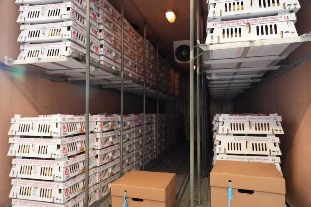 Se completó la vacunación en incubadorías.