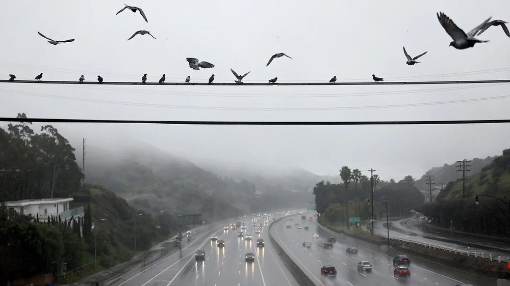 Se cree que las fuertes lluvias en 2024 vinculadas a El Niño contribuyeron a la intensidad de los incendios.