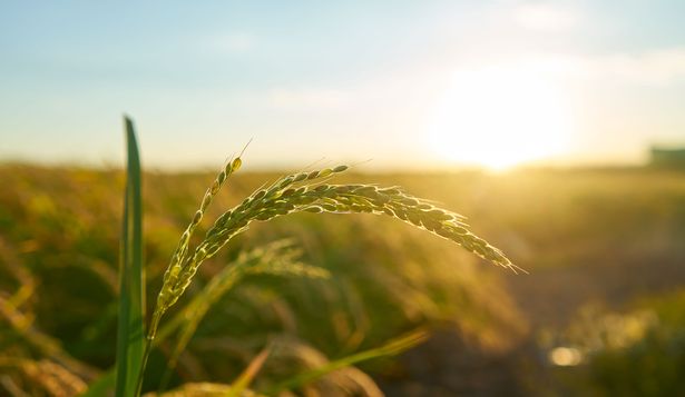 Una de las principales aceleradoras foodtech proyecta invertir en Uruguay: sus planes en el país