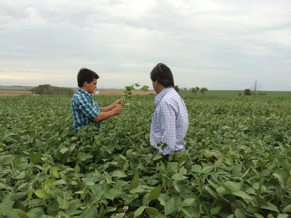 Las sojas de primera –70% del área cultivada– sintieron el déficit hídrico de inicio de año.