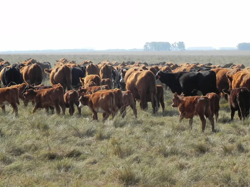 Rodeo con genética Aberdeen Angus. Archivo