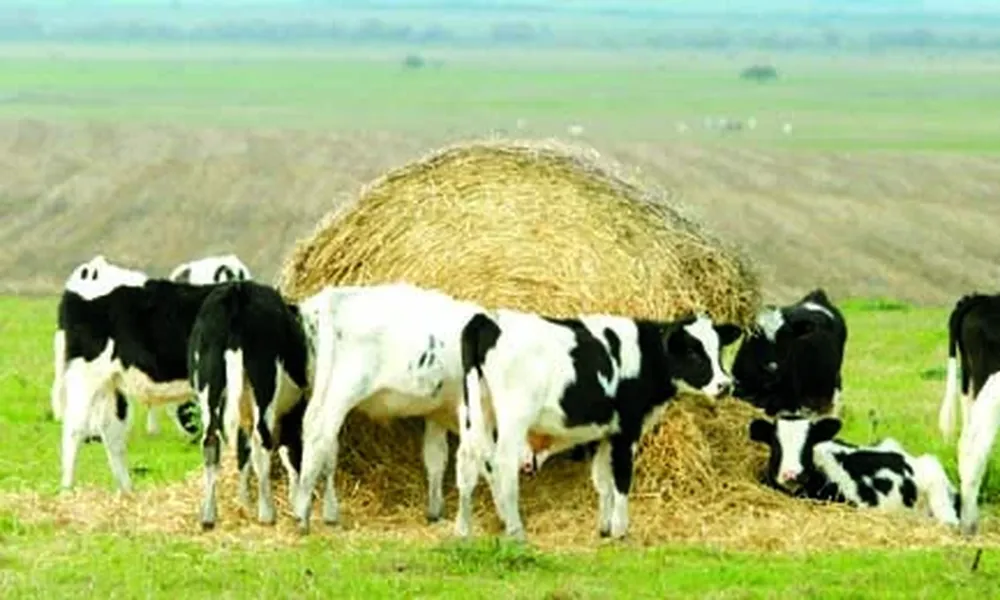 El ganado de leche también da carne