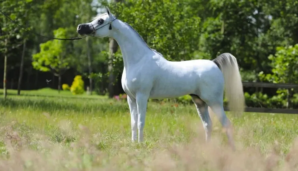EA Excalibur, de Las Rosas Estancia SRL, Mejor Criador del Año