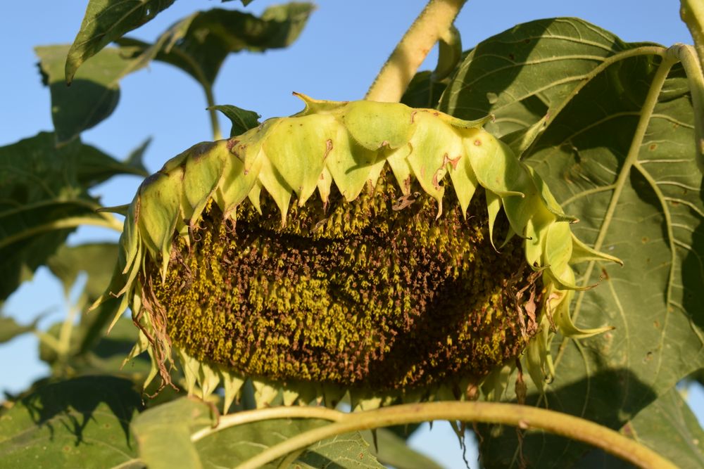 Girasol en área de ensayos en la Expoactiva Nacional.