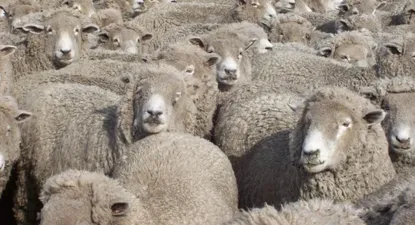 El Observador | 0010863701.webp