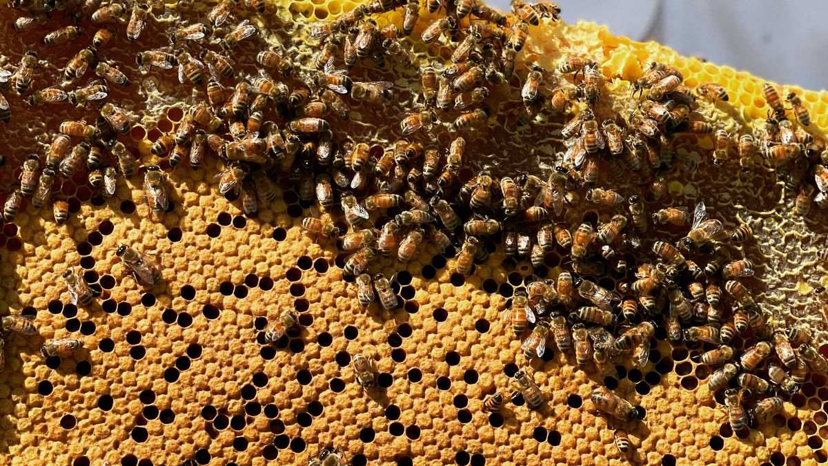 Preocupación y molestia en apicultores por mortandad de abejas en miles de colmenas