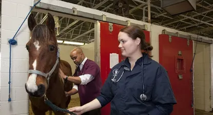 Veterinaria equina.