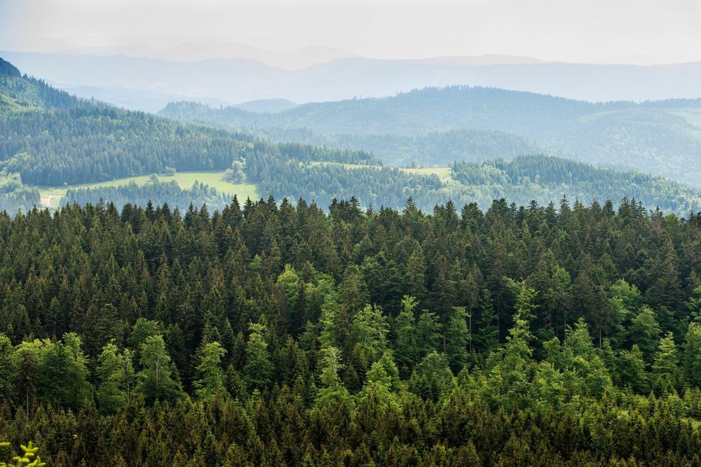 La protección de los bosques es un elemento clave para mantener los ecosistemas existentes, y una poderosa herramienta contra el calentamiento global