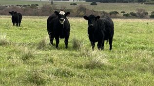 El origen de la carne uruguaya exportada con una certificación hasta ahora inédita.