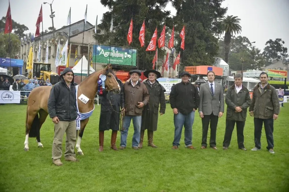 El mejor ejemplar en Criollos, la potranca criada y expuesta por Santa Genoveva, de Cerro Largo.