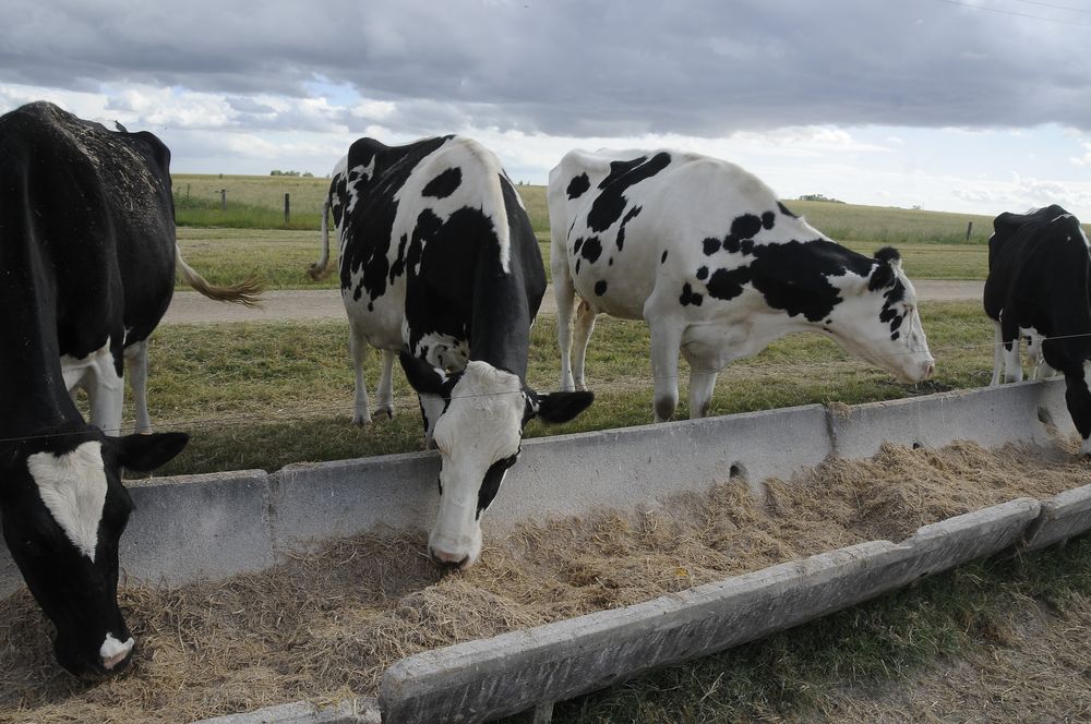 El Niño: ya hubo impactos adversos en Uruguay y se tema seguirán existiendo a corto y mediano plazo.
